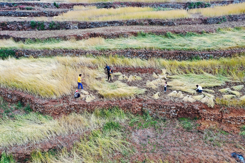 2026年4月30日，在金斗镇三岔村，农户正在收割小麦。