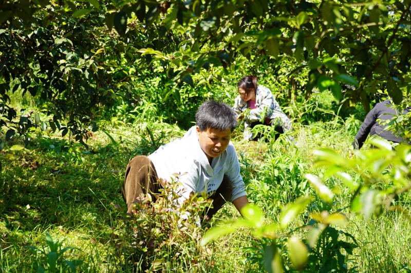 8.村民戚琼在油茶基地除草。（周燕 摄）