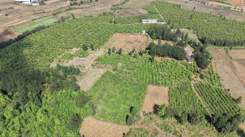 1.岑巩县天星乡毛坪村油茶种植基地一角。（沈启照 摄）