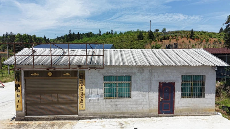 5.油茶加工厂。（沈启照 摄）