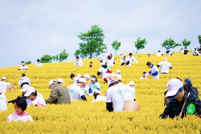“上春山·採春茶”親子沉浸式體驗活動。.jpg