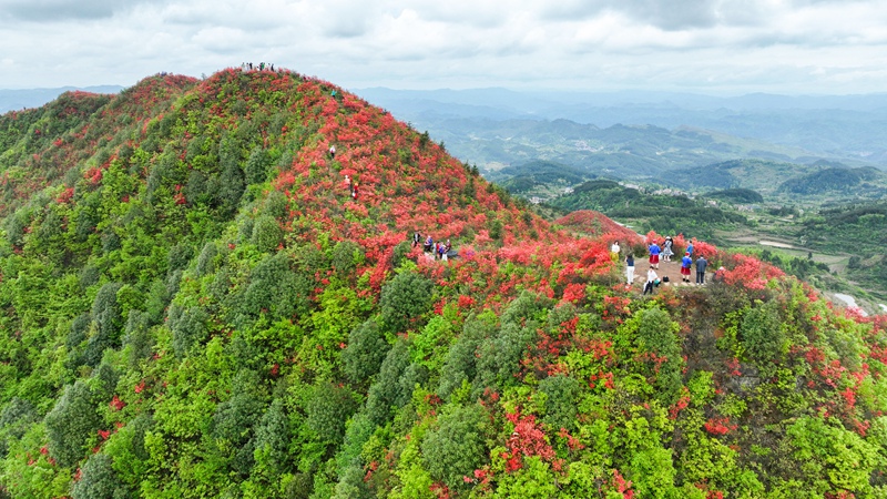 贵州黄平万亩映山红竞相绽放。