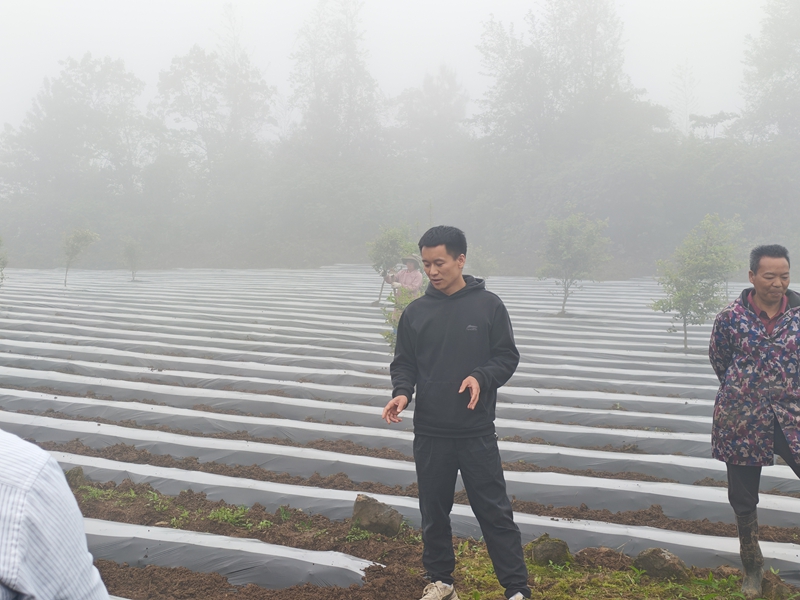 鬆桃甘龍鎮：農技專家齊發力 辣椒產業促振興。