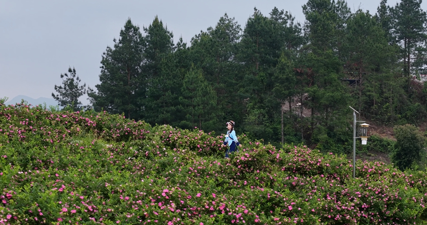 獨山縣影山鎮8000畝刺梨進入盛花期。