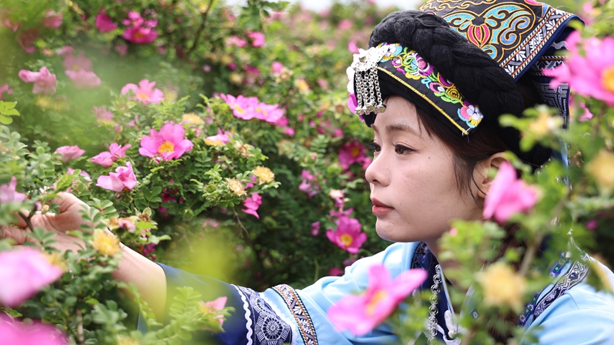 獨山縣影山鎮8000畝刺梨進入盛花期。