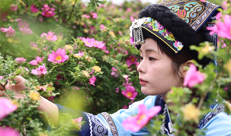 獨山縣影山鎮：8000畝刺梨進入盛花期