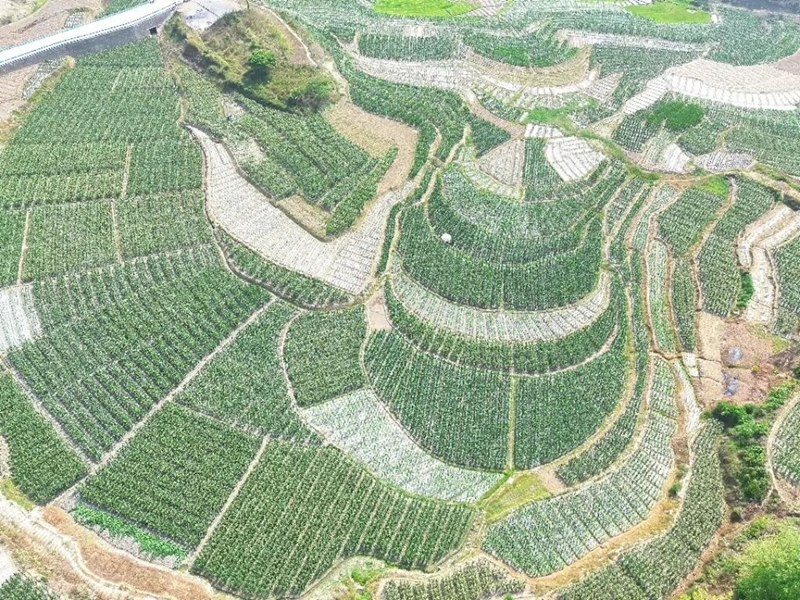 凤亭村鲜食玉米种植坝区.jpg