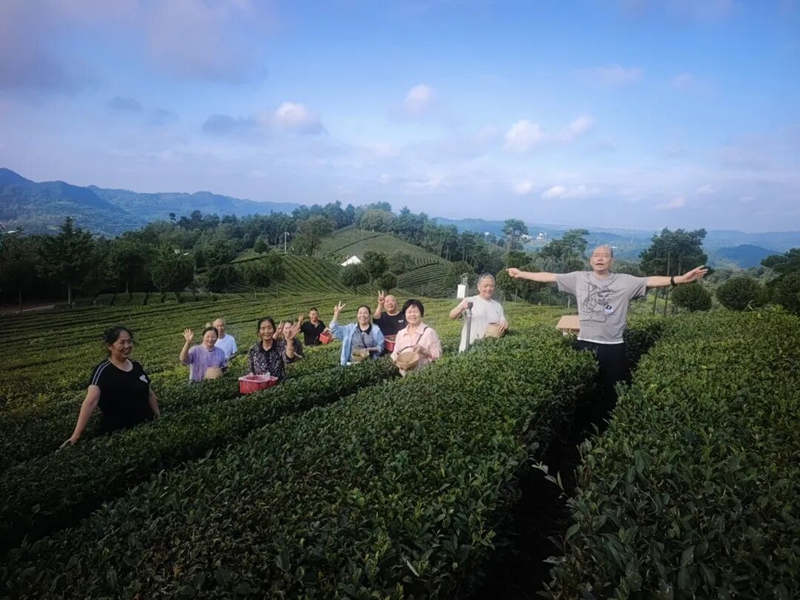 古茶久安·茶韻山居的旅居客人正在茶山採茶