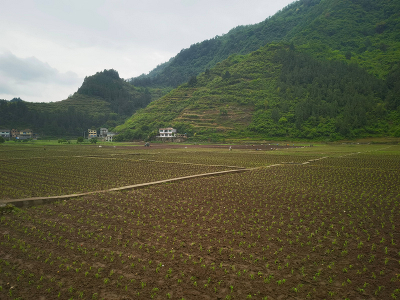 地块被绿油油的高粱苗覆盖。税会静摄