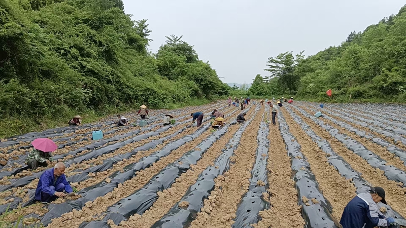 鬆桃迓駕鎮：春耕正當時 辣椒移栽忙。