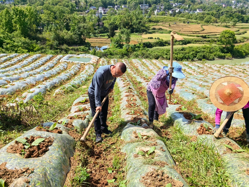 烟草田间管理.jpg
