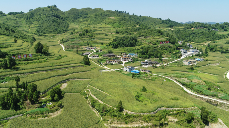 茅坝镇高标农田基地。