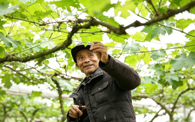 松桃大兴街道：葡萄园剪枝管护忙 产业增收有盼头。