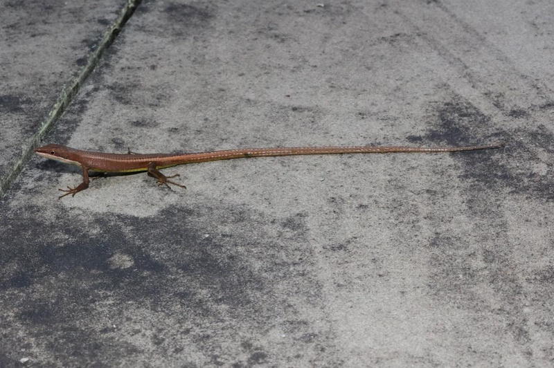 峨眉草蜥。