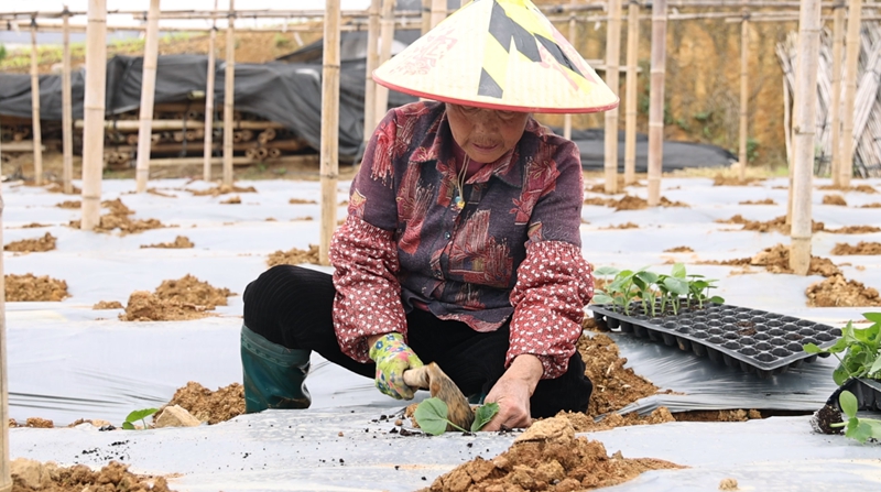 獨山陽地村冬瓜移栽正當時。
