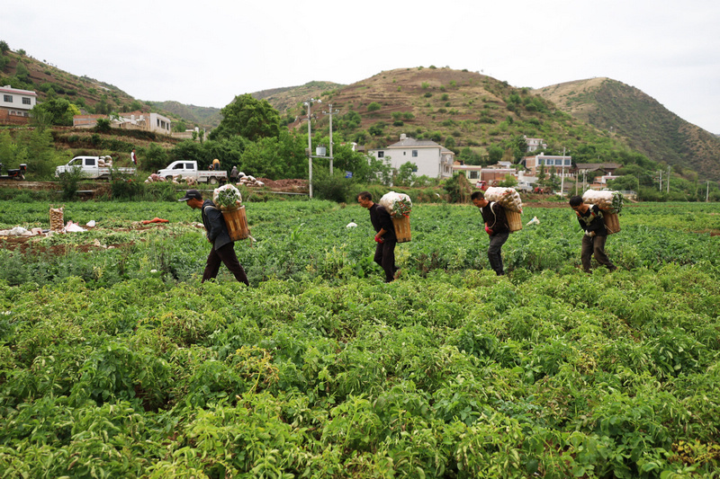 村民正在地里搬运采收好的早熟马铃薯。