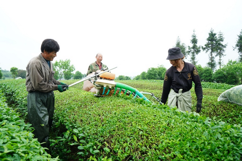 工人操作采茶机采茶。周燕摄