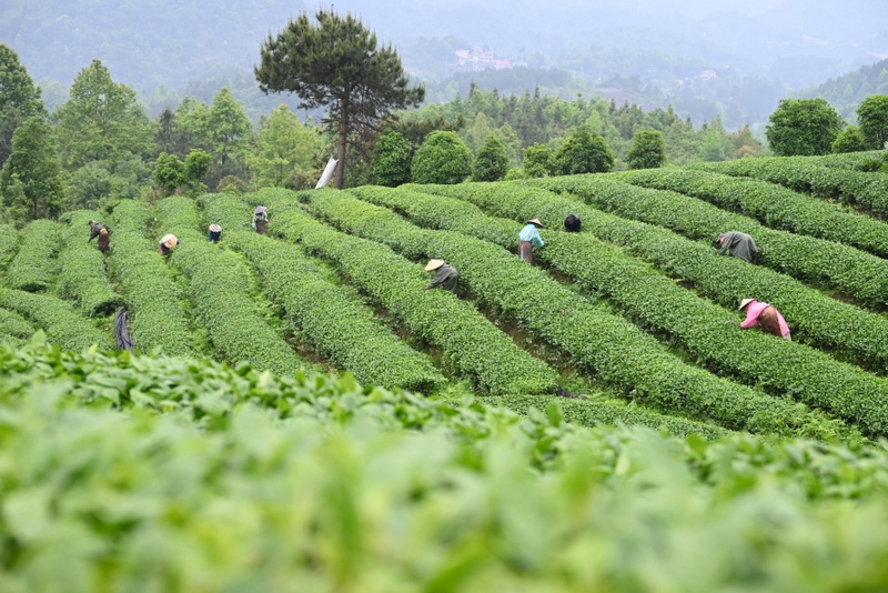 工人在茶园除杂。杨豪摄