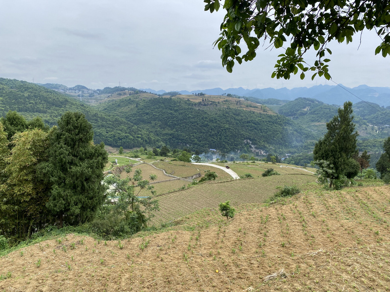 仁怀市五马镇屯山村高粱长势良好。