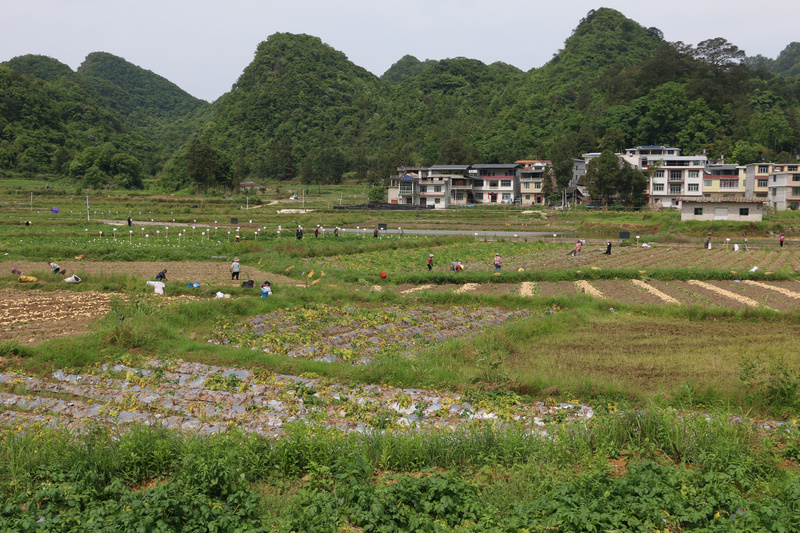 村民田间采收马铃薯。