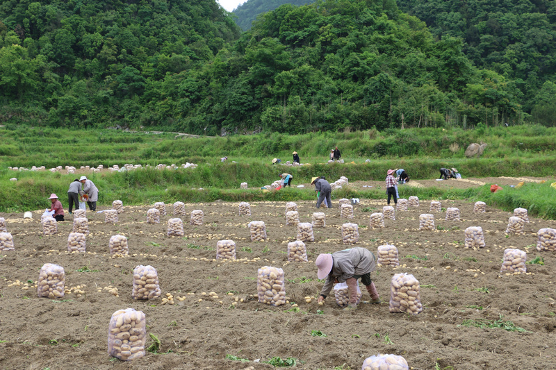 村民将马铃薯装袋。