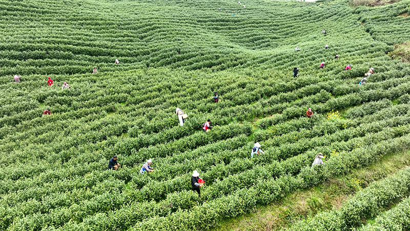 茶農採茶。
