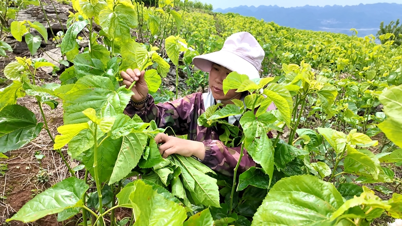 村民正在采摘桑叶.jpg