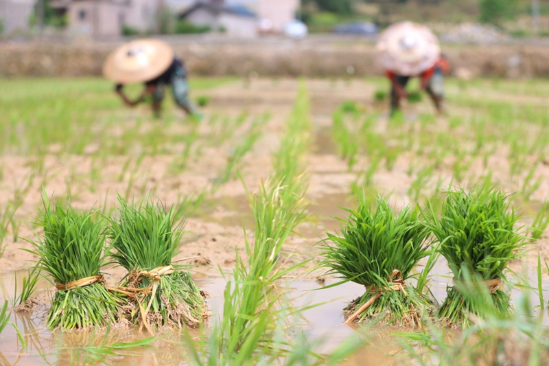 村民在岑鞏縣水尾鎮大樹林村水稻制種基地插秧。（唐鵬 攝）.JPG
