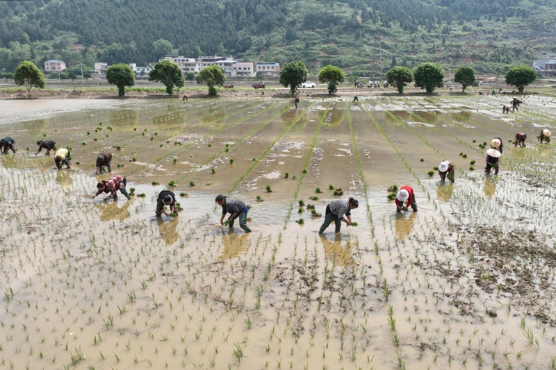 村民在岑鞏縣水尾鎮大樹林村水稻制種基地插秧。（唐鵬 攝）.JPG