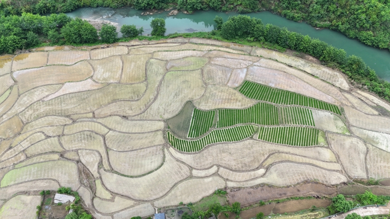 岑鞏縣龍田鎮總院村水稻制種基地。（何亞麗 攝）.jpg