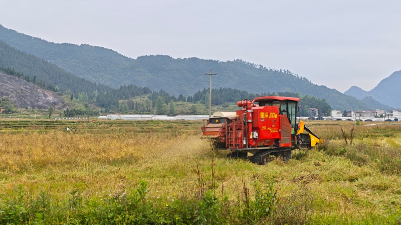 松桃普觉油菜种植基地机器在抢收油菜籽.jpg