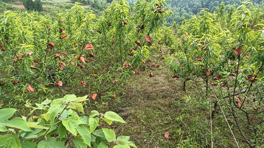 套袋。