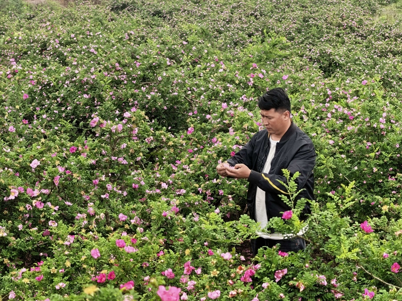 嚴福祿的刺梨基地花開正艷。.jpg