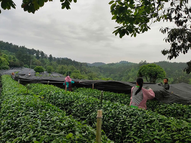 图为：揭开茶园遮荫膜