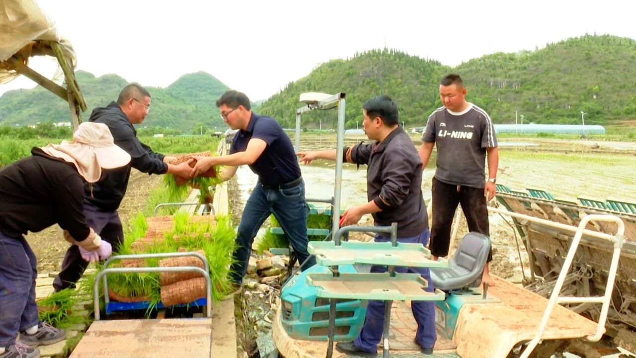 图为运输小轨道将秧苗运送至田间。
