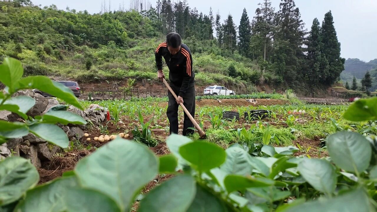 图为村民正在挖马铃薯。