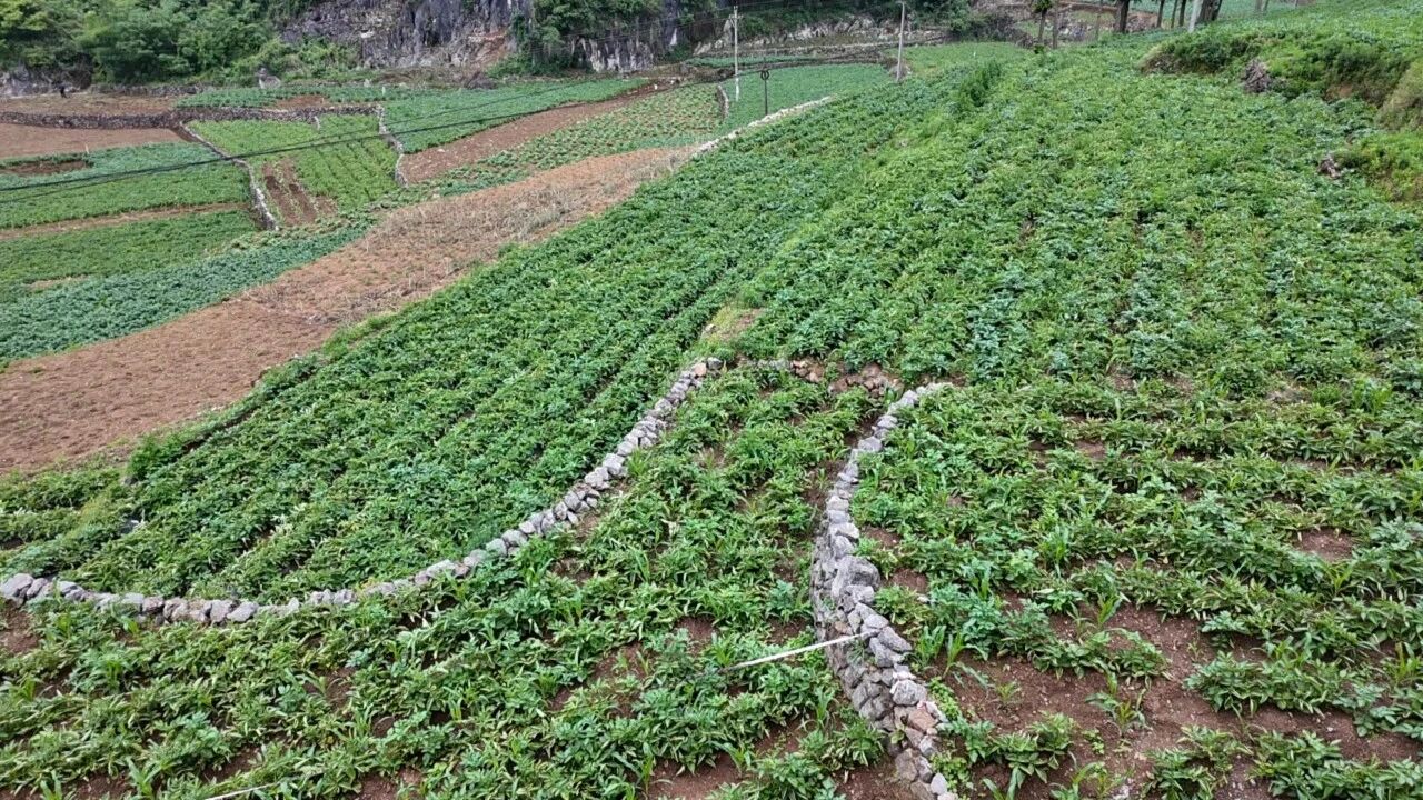 圖為連片種植的馬鈴薯。