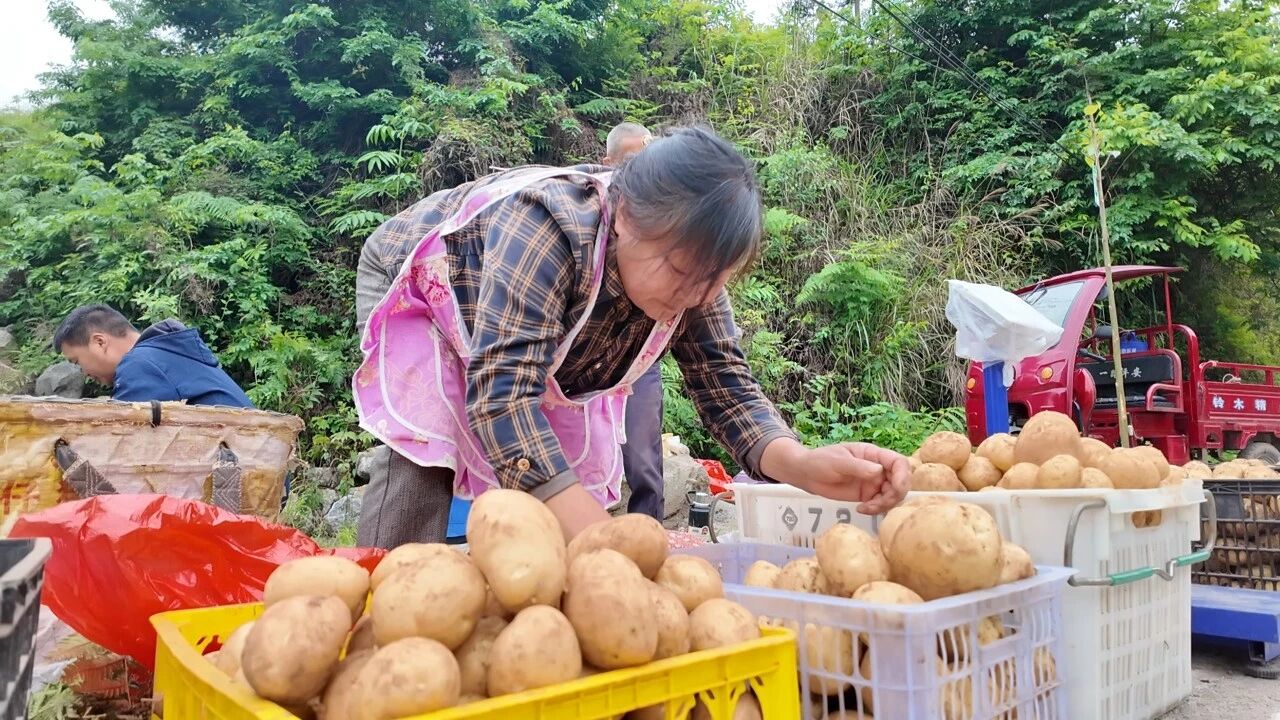 馬鈴薯豐收。