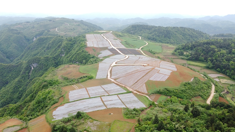 02凱裡酸湯原料標准化生產展示暨技術集成示范基地02