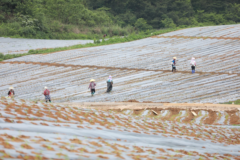 13種植戶為移栽種苗澆洒“定根水”02
