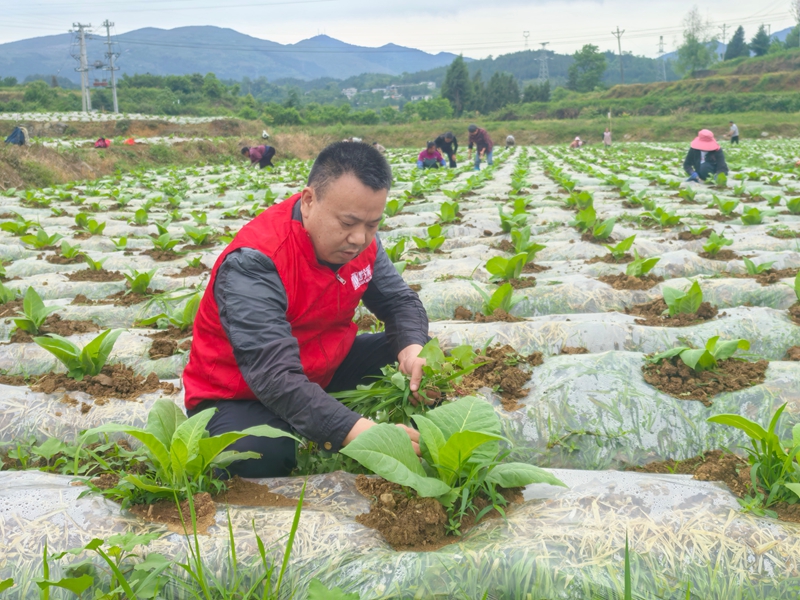 黨員在烤煙基地開展作業2.jpg