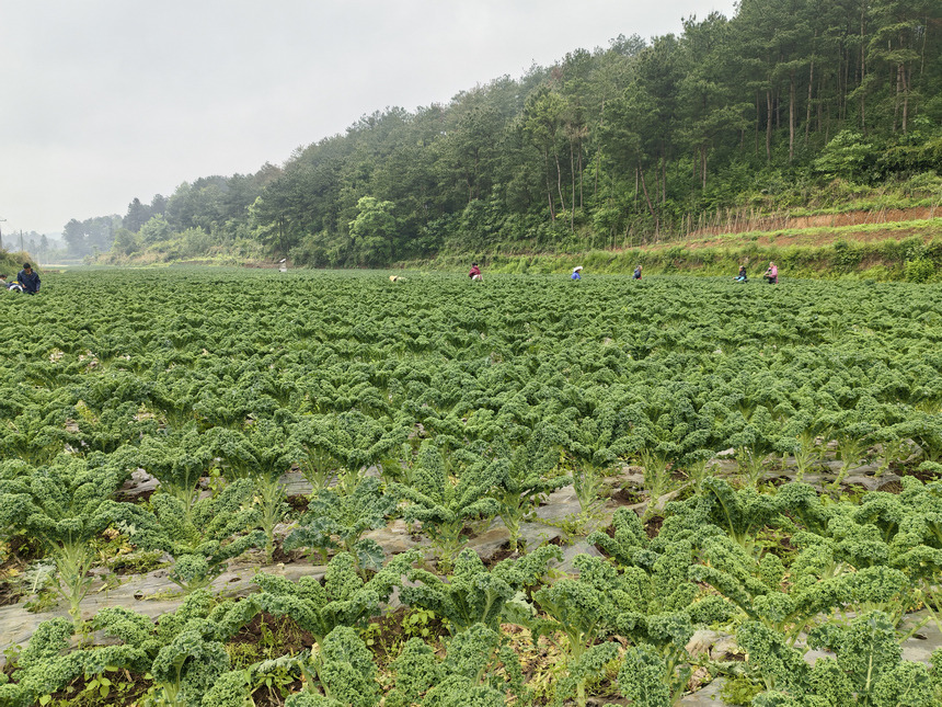 岩鷹山村有機蔬菜示范種植園。