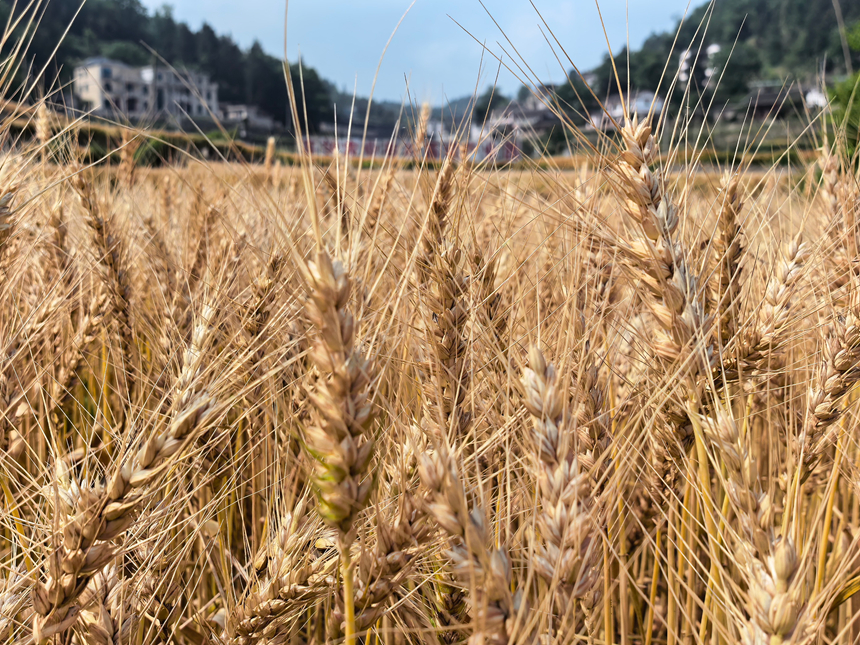 走进大坝镇簸箕坝村高粱种植基地，成片小麦穗大粒饱、满目金黄。 