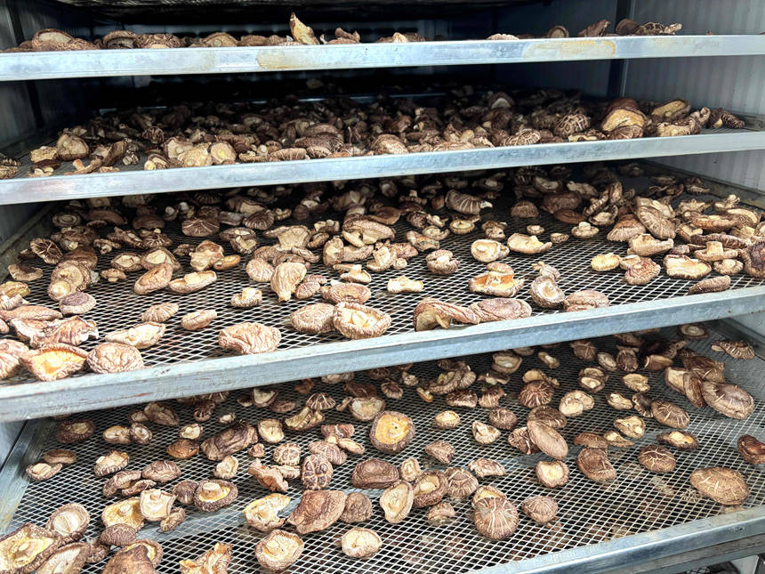 香菇进入烘干环节，层层把关保障品质。刁苓沙摄
