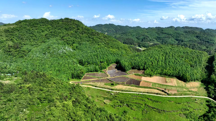 习水桑木镇土河村，林下菌菇基地绿意盎然。刁苓沙摄