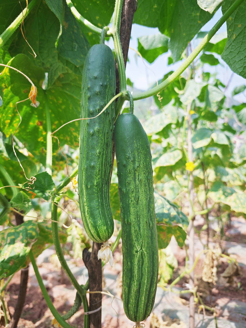 仁怀茅台镇时令蔬菜上市。