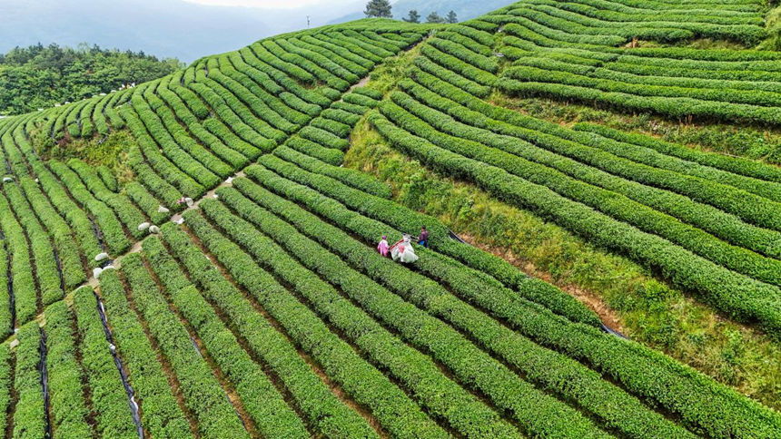 黑白网+轨道车 解锁高山碾茶“增收密码”。