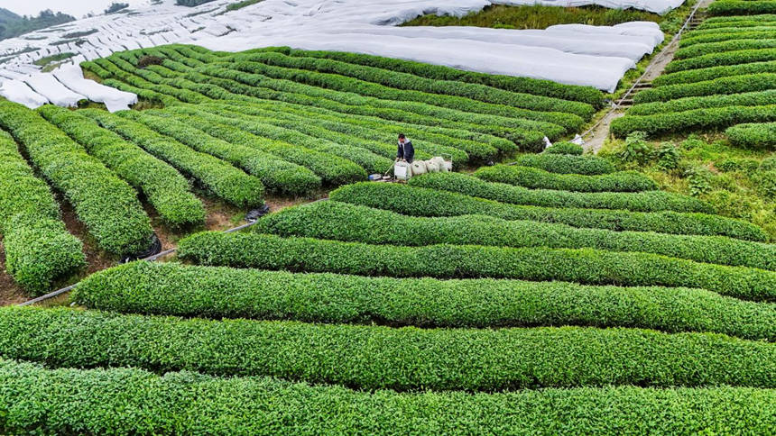 黑白网+轨道车 解锁高山碾茶“增收密码”。