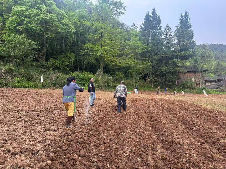 辣椒种植。