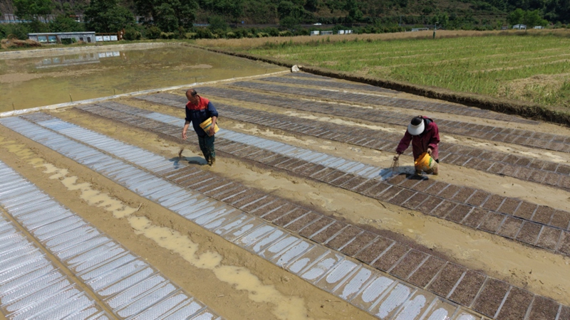 3.農戶在打理好的秧田撒基質。（周燕 攝）